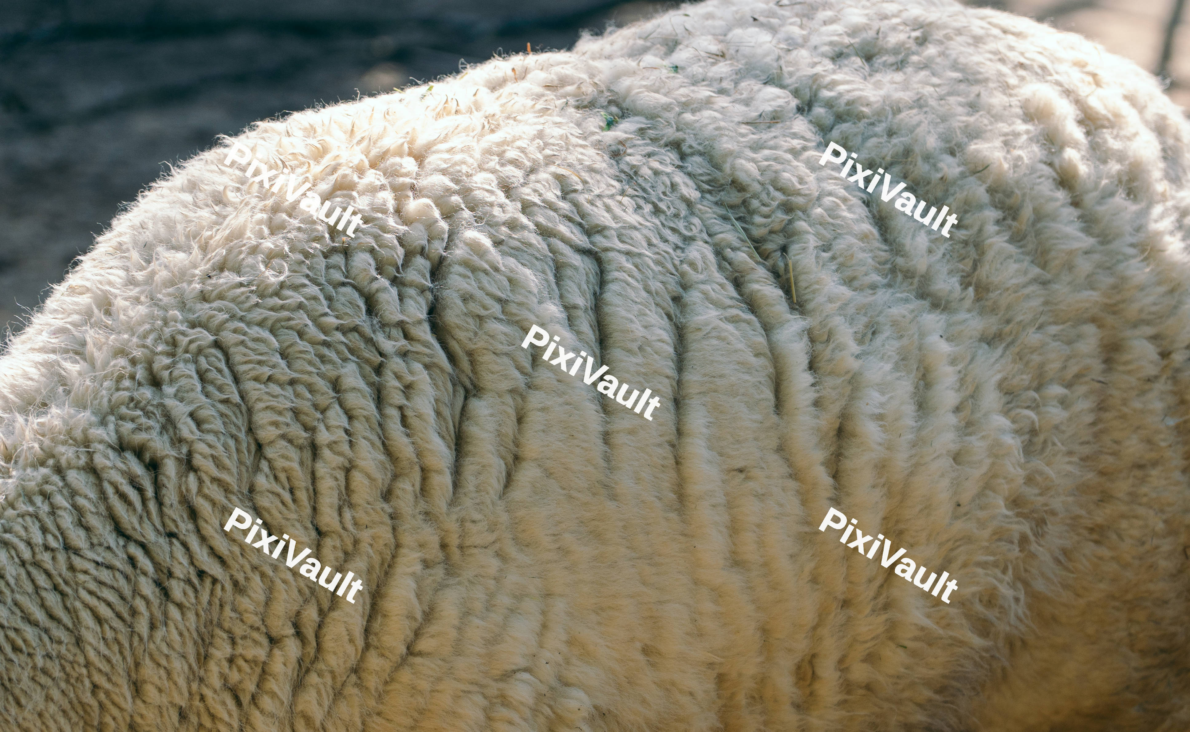 Alpaca Fur